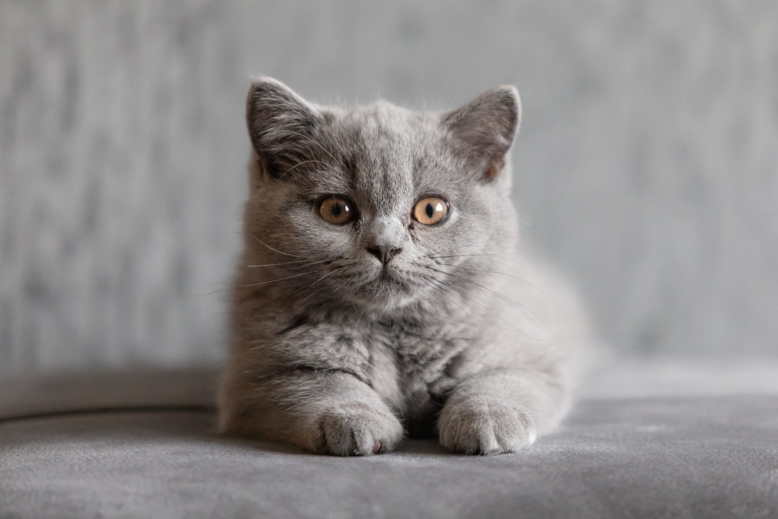 Blue British Shorthair for sale, male, sitting upright