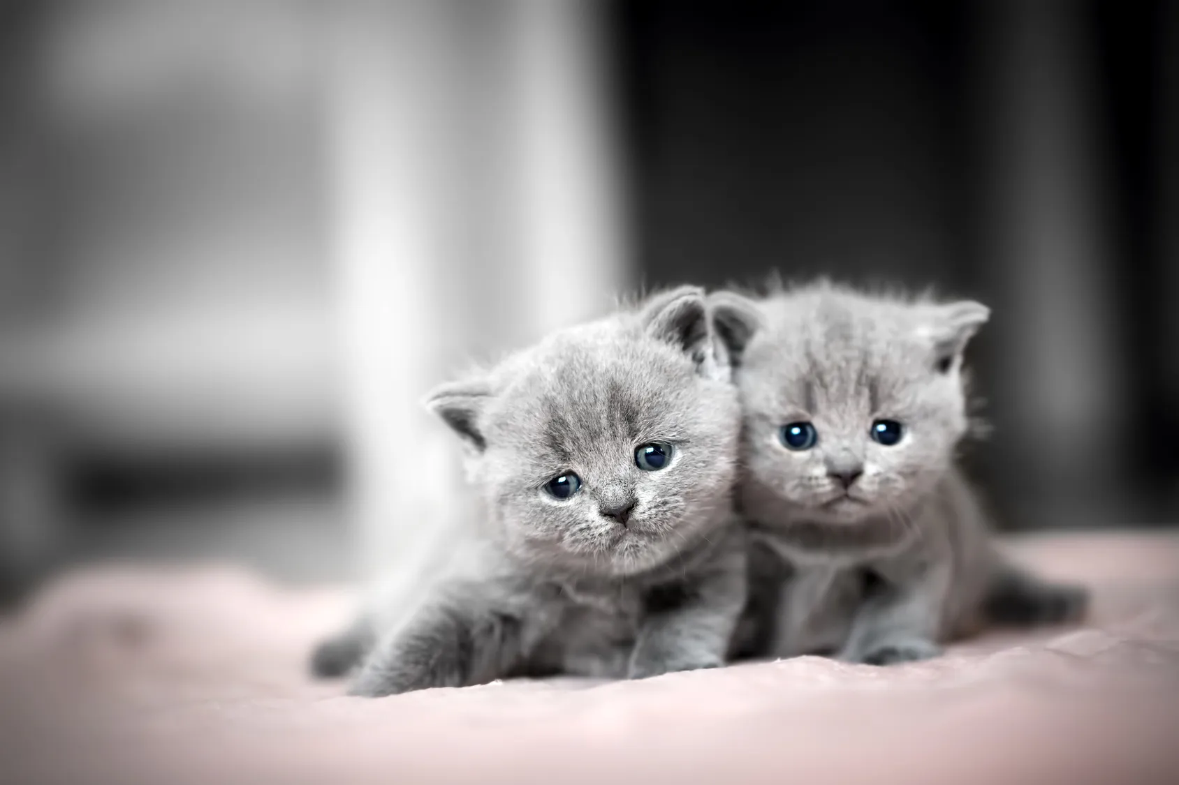 British Shorthair kittens from an upcoming litter resting together