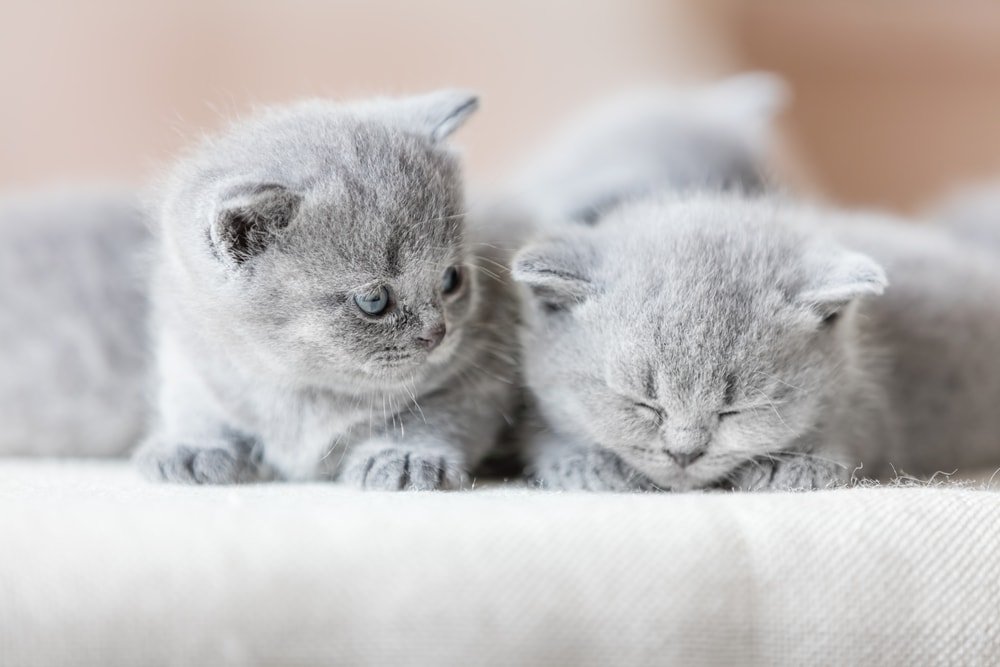 Two blue British Shorthair kittens resting together on a cream blanket