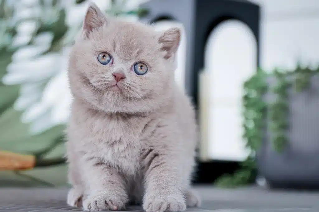 Lilac British Shorthair kitten with gold eyes resting on a blanket